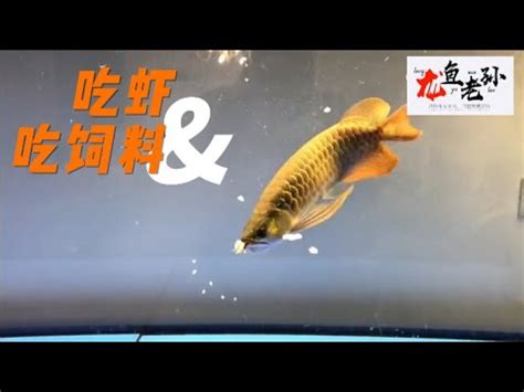 龍魚飼料推薦|請教飼養龍魚